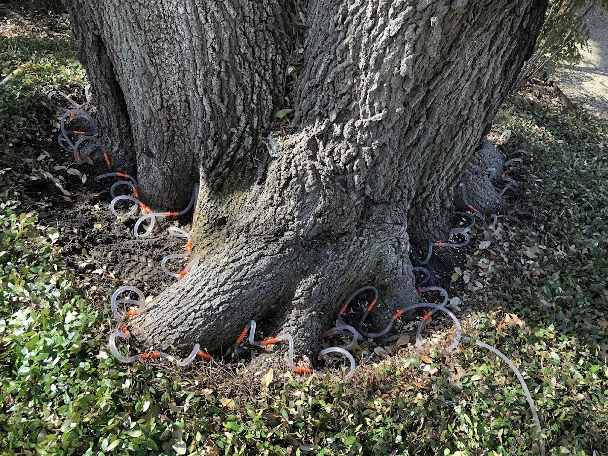 Detailed Tree Cabling and Bracing job site in Happy Camp