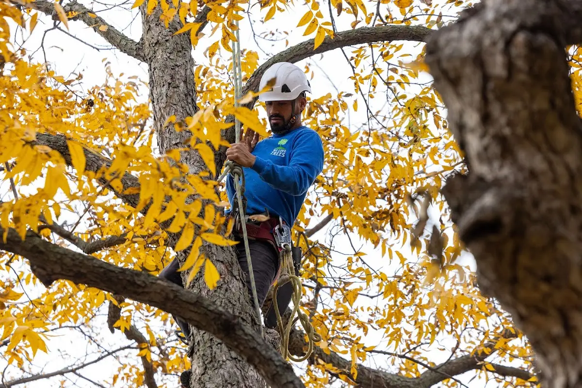 Skilled Tree Pruning crew working in Happy Camp